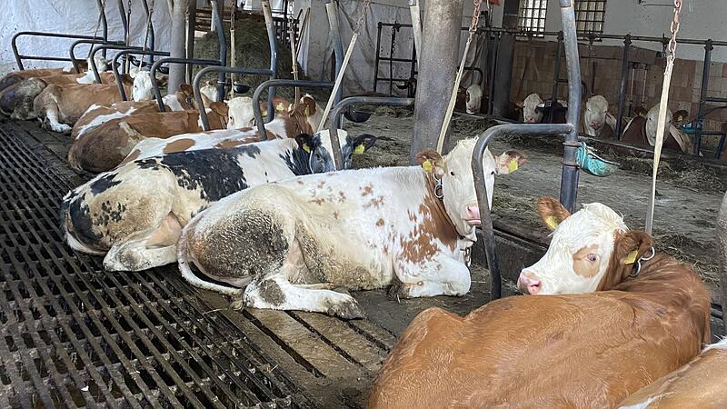 Peta Dieses Foto von mutmaßlicher Tierquälerei im Landkreis Bamberg wurde der Tierschutzorganisation PETA zugespielt.