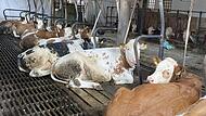 Peta Dieses Foto von mutmaßlicher Tierquälerei im Landkreis Bamberg wurde der Tierschutzorganisation PETA zugespielt.