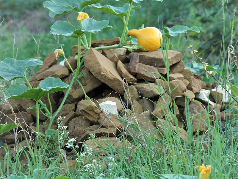 Steinhaufen für Mauswiesel