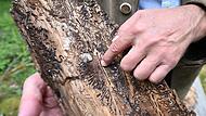 Die Forstverwaltung bittet Waldbesitzer, jetzt nach Borkenkäfer-Spuren zu suchen.