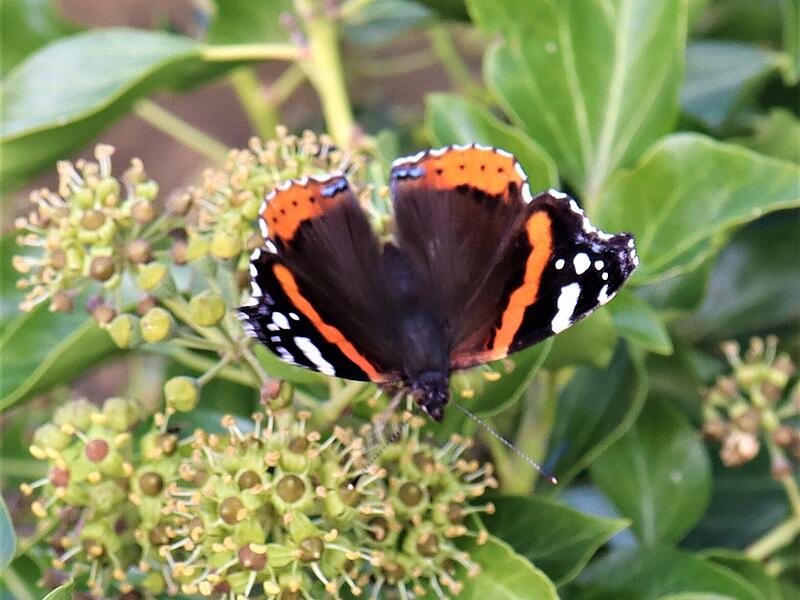 Der Admiral schleckt an  einer Efeublüte.
