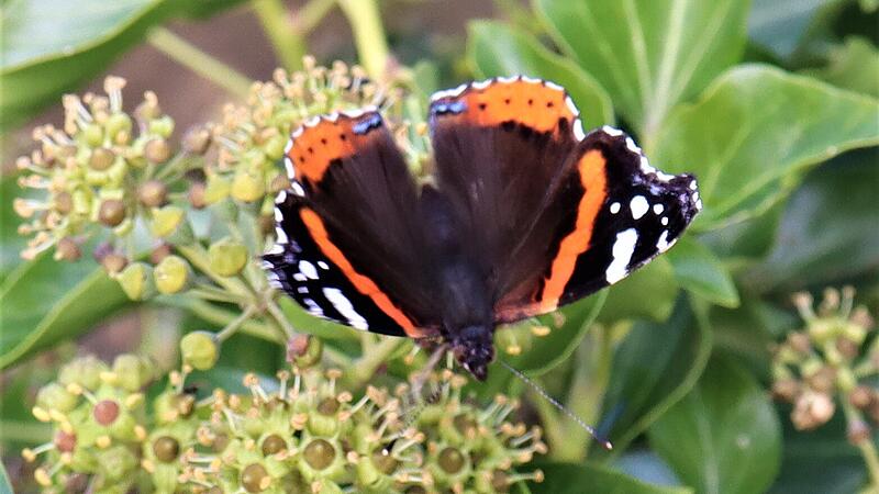 Der Admiral schleckt an  einer Efeubl&uuml;te.