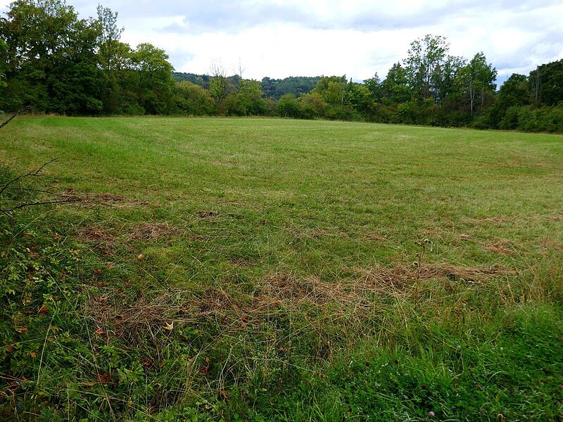 Auf dieser Wiese soll ein Einfamilienhaus gebaut werden.