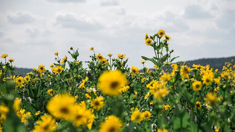 Silphie-Feld