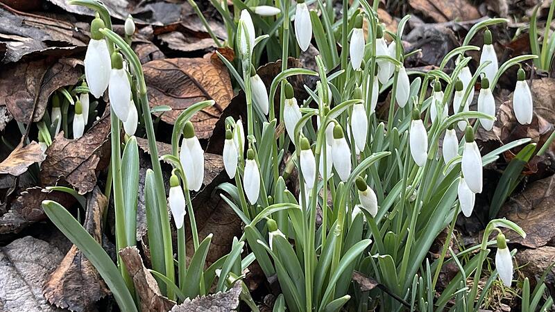 Schneeglöckchen sind die ersten Vorboten des Frühlings. Das Ende des Winters verkünden sie aber nicht.Forchheim & Fränkische Schweiz Schneeglöckchen sind die ersten Vorboten des Frühlings. Das Ende des Winters verkünden sie aber nicht.Forchheim & Fränkische Schweiz