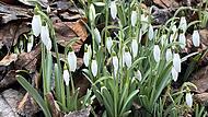 Schneegl&ouml;ckchen sind die ersten Vorboten des Fr&uuml;hlings. Das Ende des Winters verk&uuml;nden sie aber nicht.Forchheim & Fr&auml;nkische Schweiz
