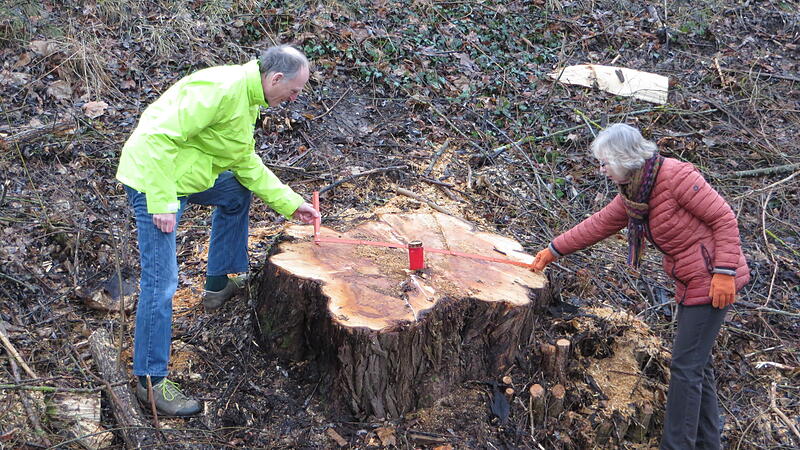 Erwin Spranger (BN) und Anna Maria Welsch-Bomba messen den größten der Baumstümpfe aus. Erwin Spranger (BN) und Anna Maria Welsch-Bomba messen den größten der Baumstümpfe aus.