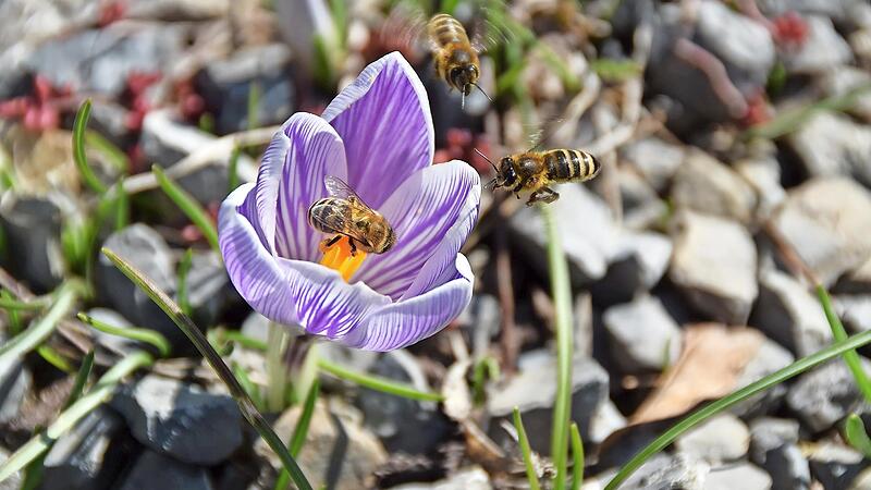 Bienen lieben Krokusse. Bienen lieben Krokusse.