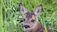 Rehkitz liegt im Gras
