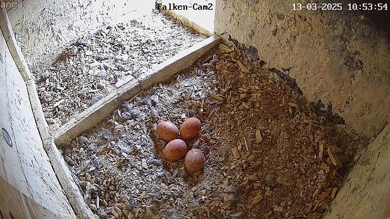 Im Nest liegen vier Eier