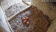 Im Nest liegen vier Eier
