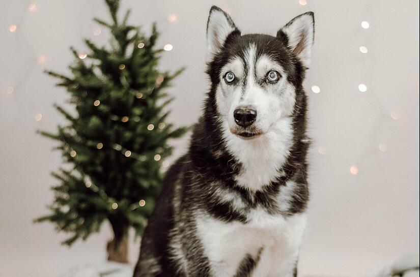 Luna ist blind und taub. Das Tierheim k&uuml;mmert sich um die H&uuml;ndin.