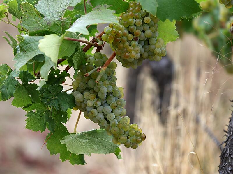 Frankenwein