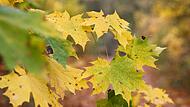 Herbstwetter im Harz