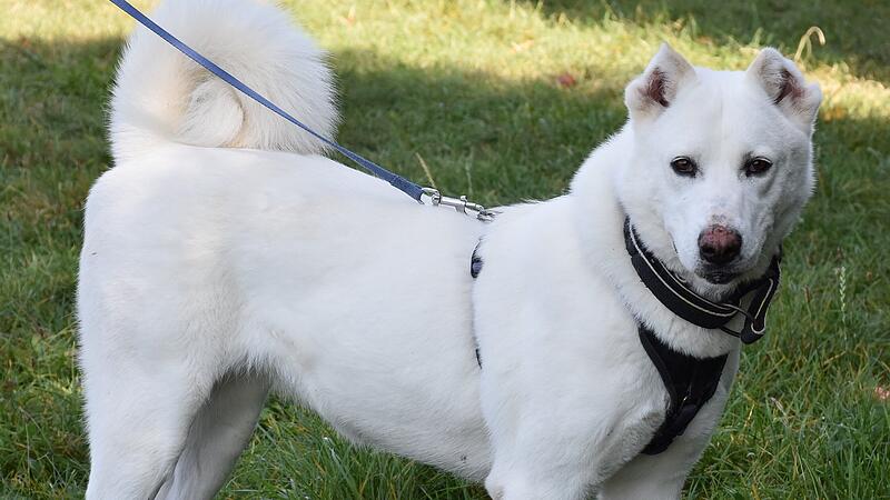 Hunde
