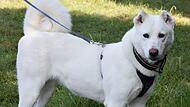 Jacinta ist ein Zentralasiatischer Owtscharka (Herdenschutzhund) und fünf Jahre alt.