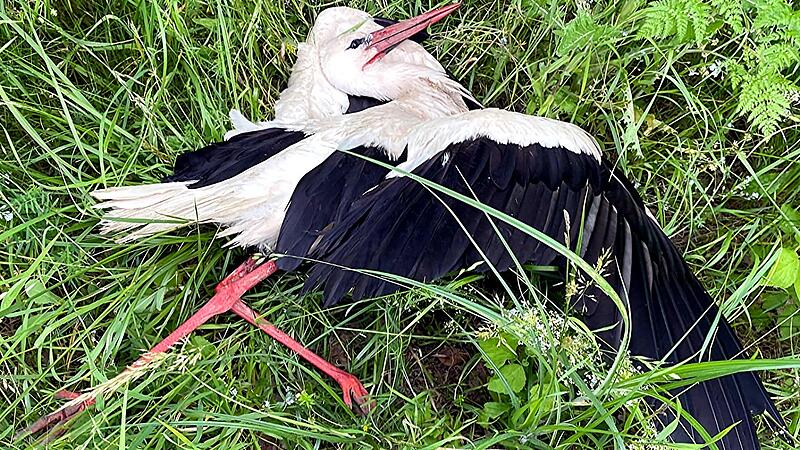 Tot liegt die Storchenmutter aus Heubach am Straßenrand zwischen Ebern und Rentweinsdorf.