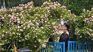 Jutta Romeis (im Bild) und ihr Mann Ralf haben neben ihrer Villa, der ehemaligen Bahner Gastwirtschaft, in den letzten 20 Jahren einen Rosengarten geschaffen, der seinesgleichen sucht.