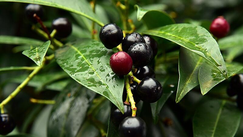 Der Kirschlorbeer ist eine beliebte Hecke in deutschen G&auml;rten. In der Schweiz ist der Verkauf ab 1. September verboten.
