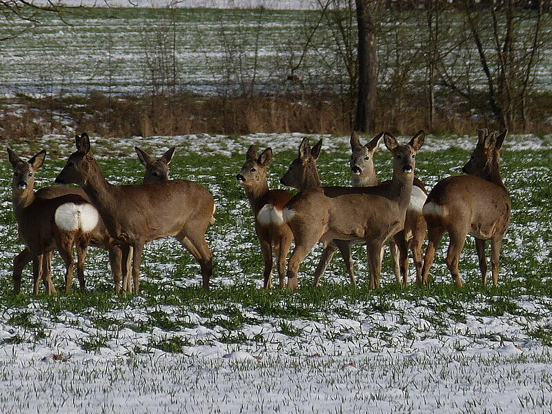 Auf der Suche nach frischem Gr&uuml;n wagt sich diese sonst scheue Rehfamilie raus aus dem Wald, in dem es fast nur noch Totholz gibt. Dabei kommen sie dicht an Ortschaften wie hier bei Gro&szlig;enbrach.