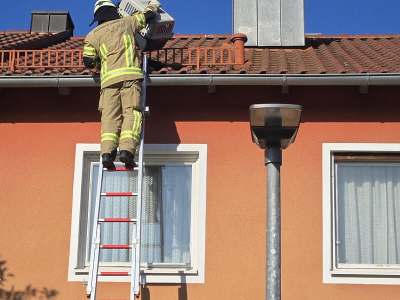 Bamberger Feuerwehr rettet Tier von Hausdach