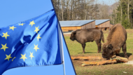 EU Flagge und Wisents HundshauptenForchheim & Fränkische Schweiz