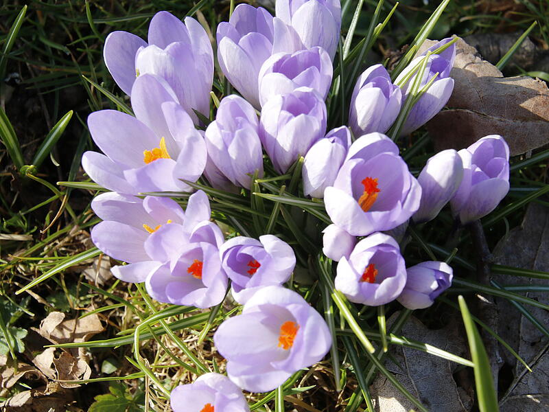 Die ersten Blumen blühen im KurgartenDie ersten Frühlingsboten in Bad Kissingen Die ersten Blumen blühen im Kurgarten