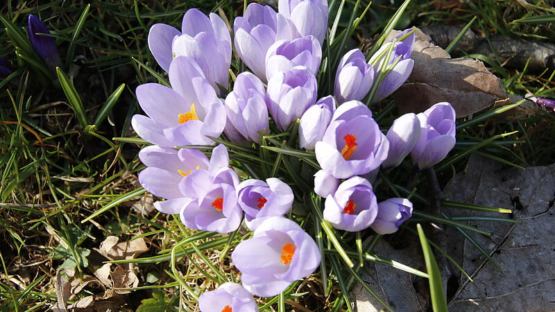 Die ersten Blumen bl&uuml;hen im Kurgarten
