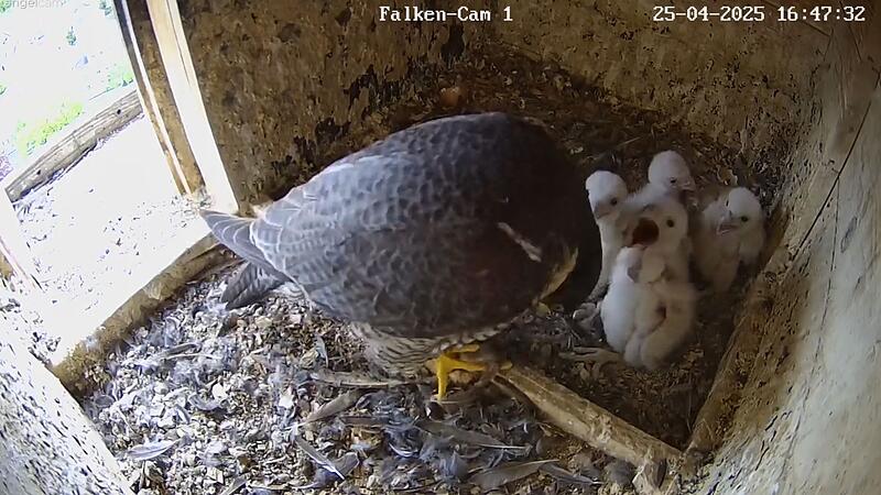 Essenszeit! Die Falken haben vier hungrige M&auml;uler zu stopfen.