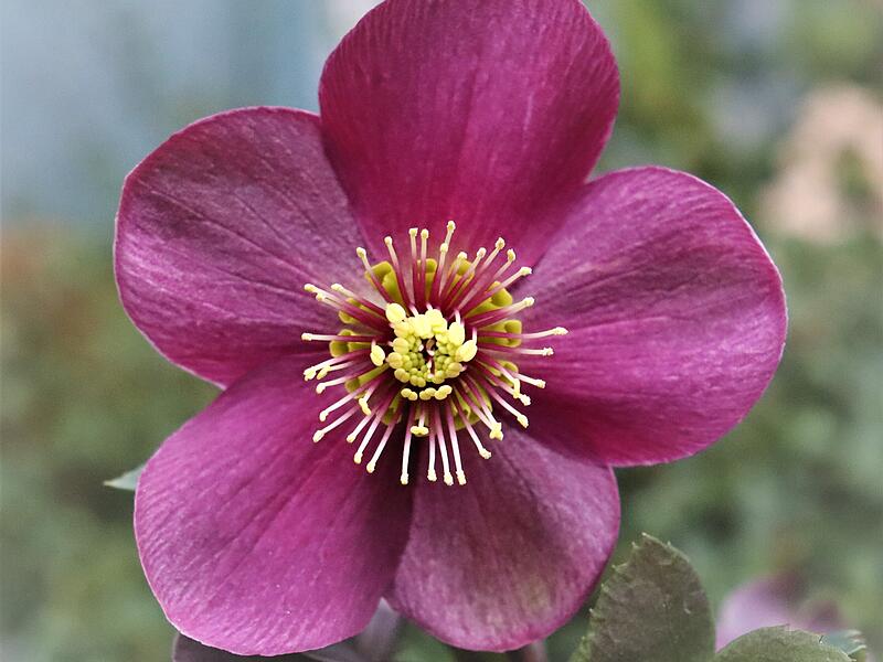 Rötlich blühende Christrose im Garten.