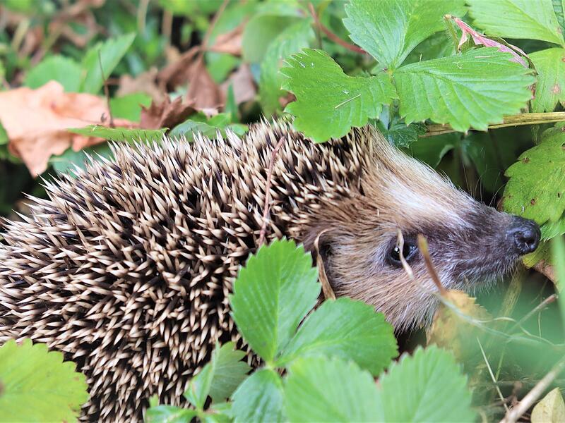 Der kleine Igel kann jetzt noch etwa sechs bis sieben Wochen wachsen, bis er den Winterschlaf antritt.