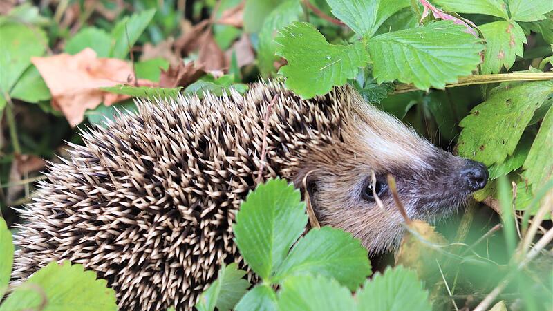 Igel im Garten Der kleine Igel kann jetzt noch etwa sechs bis sieben Wochen wachsen, bis er den Winterschlaf antritt.