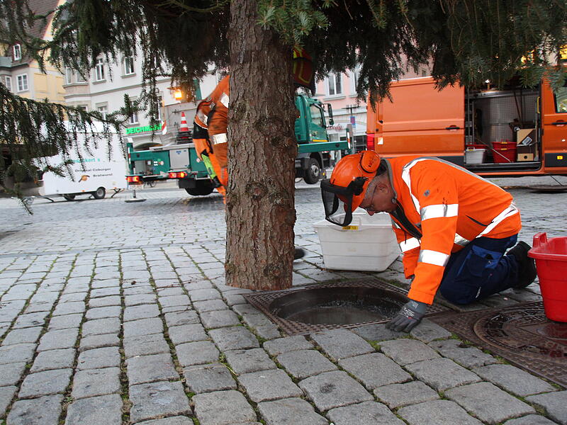 Der Coburger Weihnachtsbaum 2023 ist da