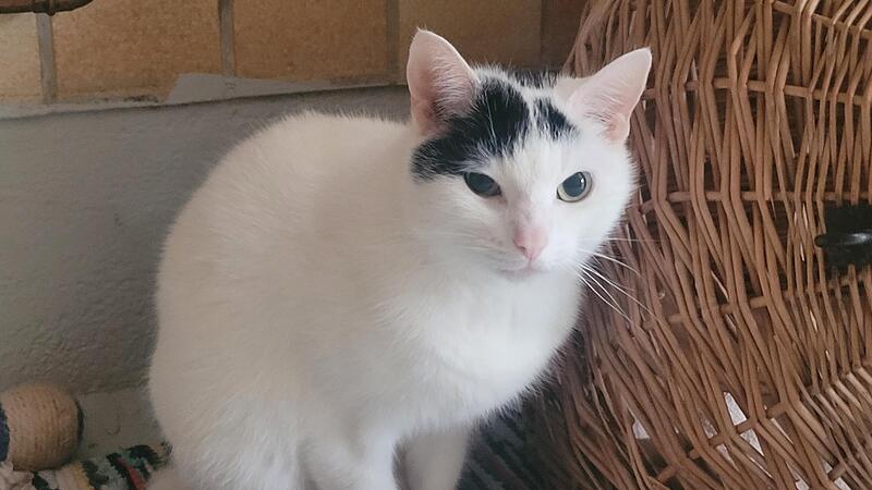 Das ist Paul. Wo darf der liebenswerte Kater einziehen?