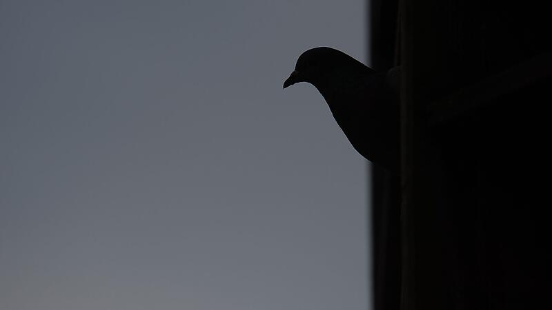 Tauben in T&uuml;bingen