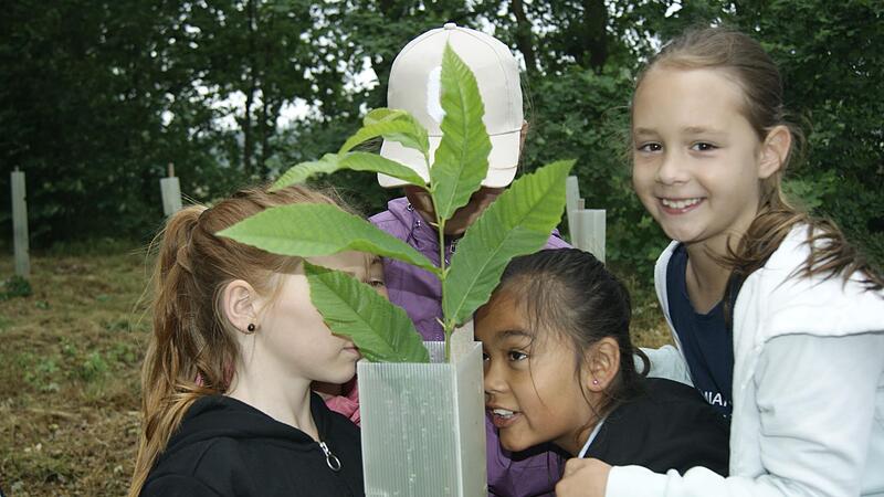 Wie geht es den kleinen Esskastanienb&auml;umen, fragen sich die Drittkl&auml;ssler der Grundschule Hochstadt am Main.