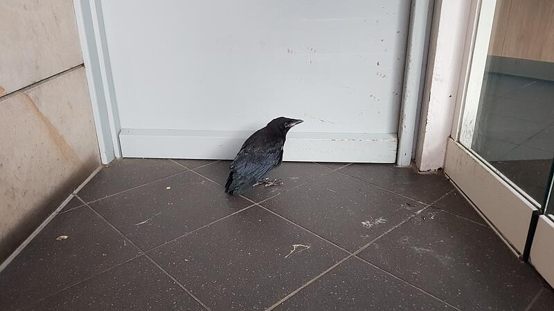 Eine junge Krähe sucht am Grünen Markt in Bamberg Schutz in einem Hauseingang. Eine junge Krähe sucht am Grünen Markt in Bamberg Schutz in einem Hauseingang.