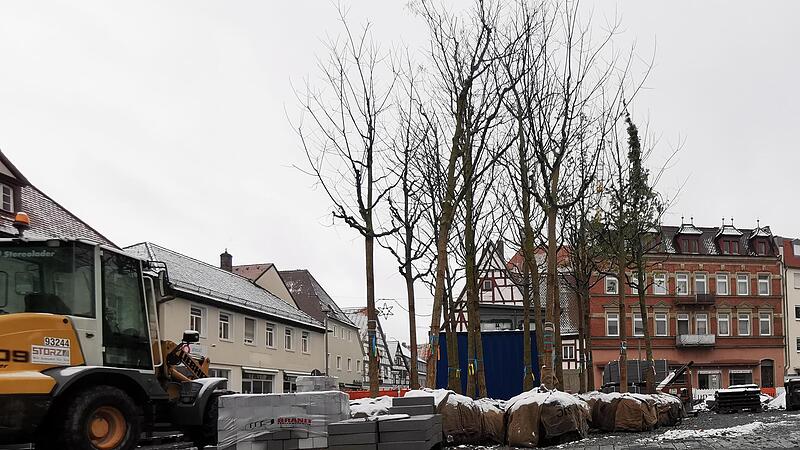 Laut Stadt müssen Bürger sich keine Sorgen um die Schnurbäume auf dem Paradeplatz machen.Forchheim & Fränkische Schweiz Laut Stadt müssen Bürger sich keine Sorgen um die Schnurbäume auf dem Paradeplatz machen.Forchheim & Fränkische Schweiz