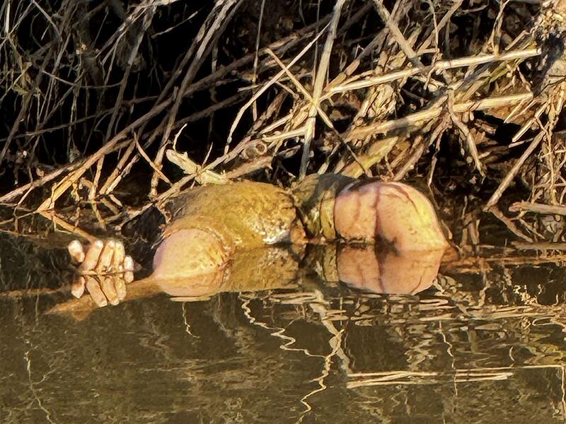 «Grausiger» Fund erweist sich als Spielzeugpuppe «Grausiger» Fund erweist sich als Spielzeugpuppe