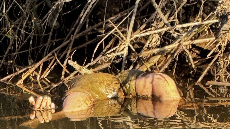 &laquo;Grausiger&raquo; Fund erweist sich als Spielzeugpuppe
