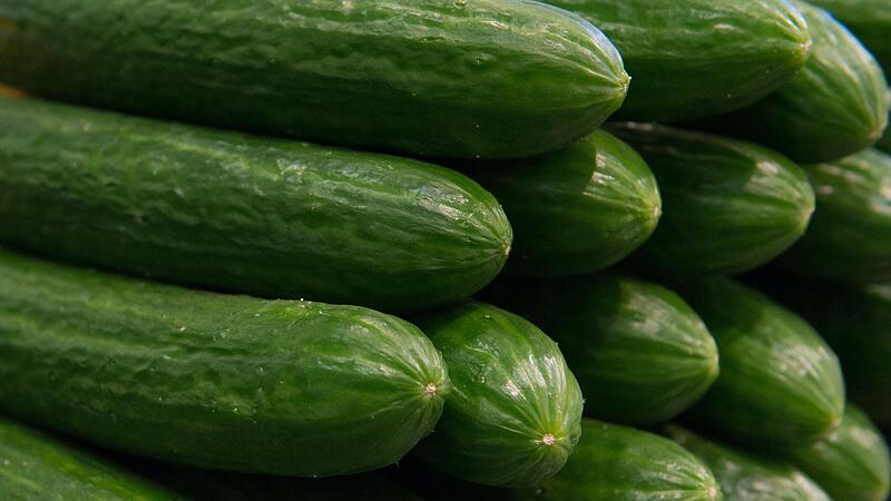 Eine Salatgurke für rund zwei Euro? Die Preise für Gurken sind auch in Deutschland in den vergangenen Tagen extrem gestiegen. Unterfränkische Gärtner sagen, woran das liegt. Eine Salatgurke für rund zwei Euro? Die Preise für Gurken sind auch in Deutschland in den vergangenen Tagen extrem gestiegen. Unterfränkische Gärtner sagen, woran das liegt. 