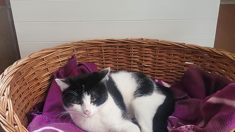 Kater Diego sucht ein neues Zuhause.