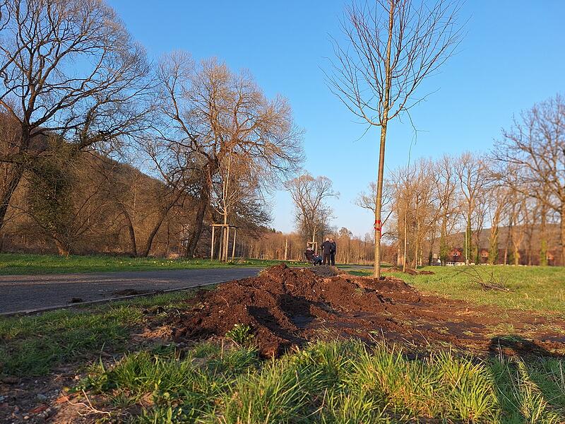 Baumpflanzung am Kirkham-Weg Bad Br&uuml;ckenau: Patenschaften