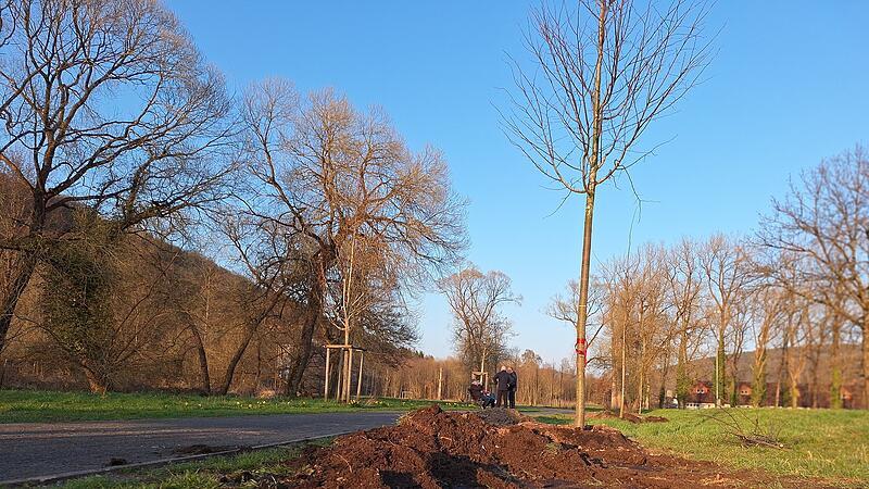 Baumpflanzung am Kirkham-Weg Bad Br&uuml;ckenau: Patenschaften