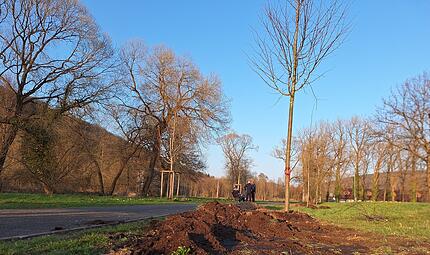Baumpflanzung am Kirkham-Weg Bad Brückenau: Patenschaften Baumpflanzung am Kirkham-Weg Bad Brückenau: Patenschaften