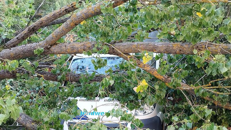 Kulmbach: Entwurzelter Baum kracht auf Bus - "erheblicher Schaden" Kulmbach: Entwurzelter Baum kracht auf Bus - "erheblicher Schaden"