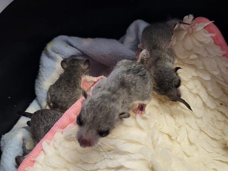 Siebenschläfer: Babys werden im Coburger Tierheim aufgezogen
