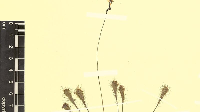 Bayerischer Sonnentau