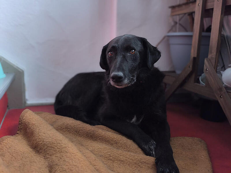 Entlaufener Hund DaintyForchheim & Fränkische Schweiz Dainty ist wohlbehalten in der Pflegestelle angekommen