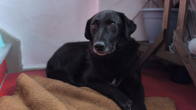 Entlaufener HundForchheim & Fränkische Schweiz Dainty ist wohlbehalten in der Pflegestelle angekommen